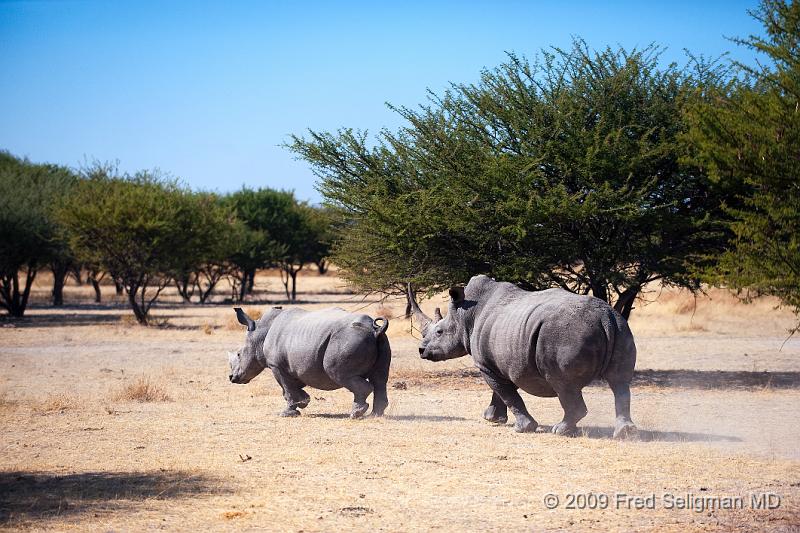 20090610_111219 D3 X1.jpg - They can live 60 years in the wild.  One of the rhinos was turning back well aware that we were following.  He probably heard us rather than see us